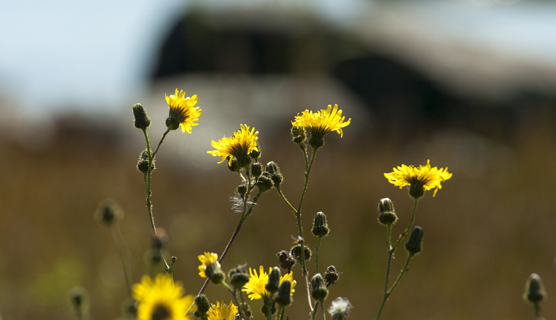 Flowers, Hieracium umbellatum